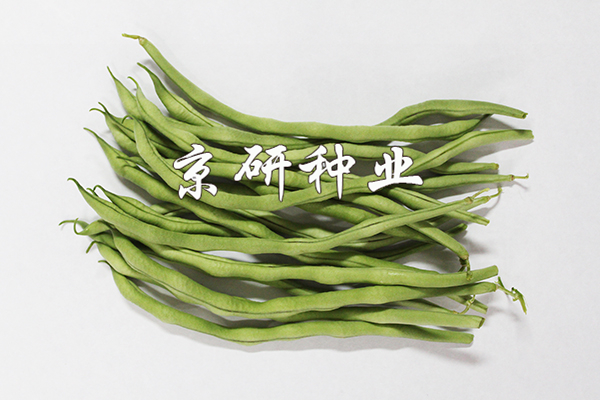 盛優1號