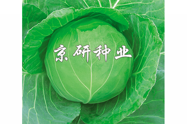 春甘6號(hào)
