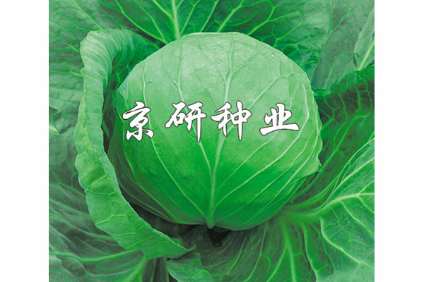 春甘8號(hào)