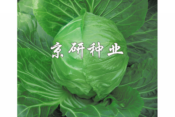 春甘7號(hào)